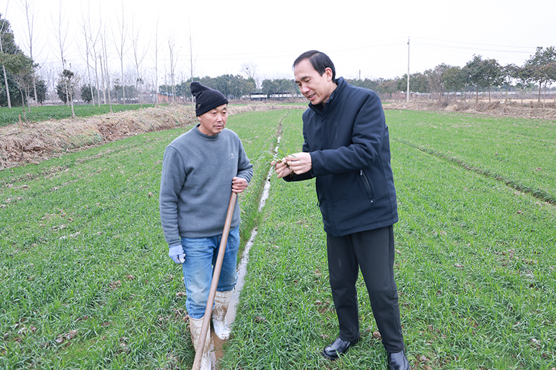 如何做好小麥冬前管理？潢川縣農(nóng)業(yè)農(nóng)村局副局長呂安民做客縣政府網(wǎng)站為您來支招