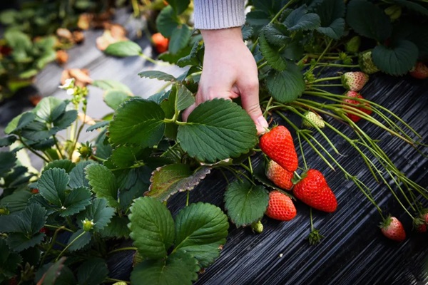 河南航空港投资集团举办“采撷春光·遇见美好”妇女节草莓采摘活动