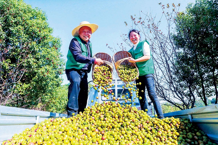 光山县：油茶点“绿”成金