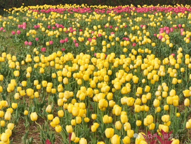 清明时节，来滨河公园踏青赏花