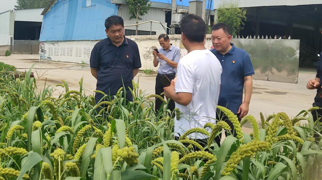大马乡：书记走一线，找准产业新模式