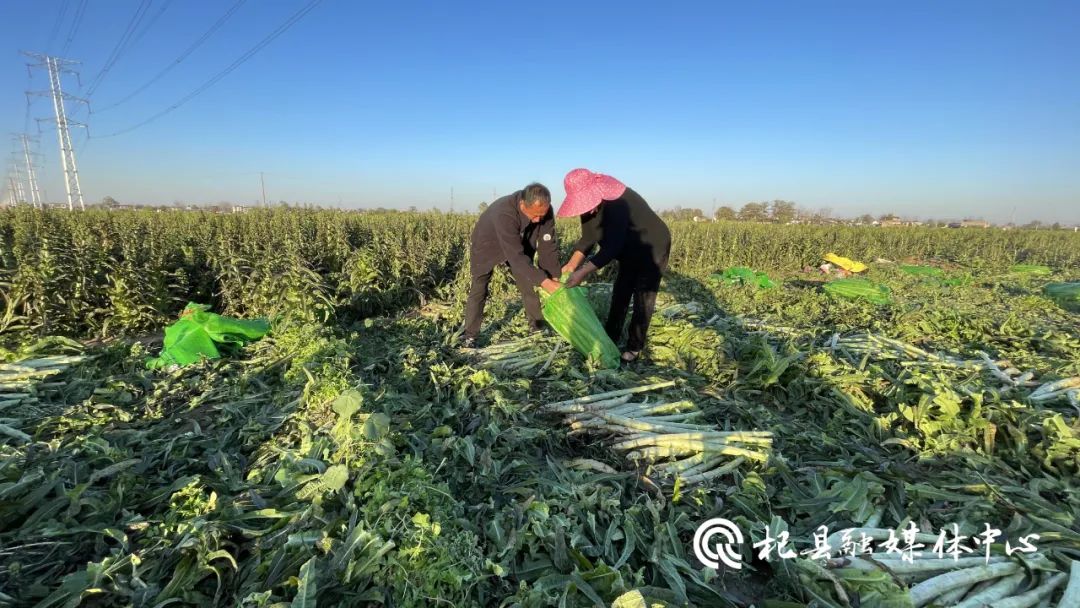 葛岗镇村民朱效魁种植香笋 开启致富之路 葛岗镇村民朱效魁种植香笋 开启致富之路