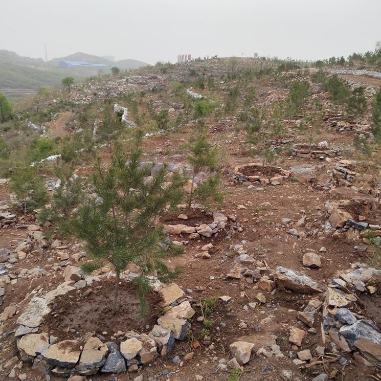 殷都区2023年着力打造都里镇李珍村周边山体困难地绿化工程项目