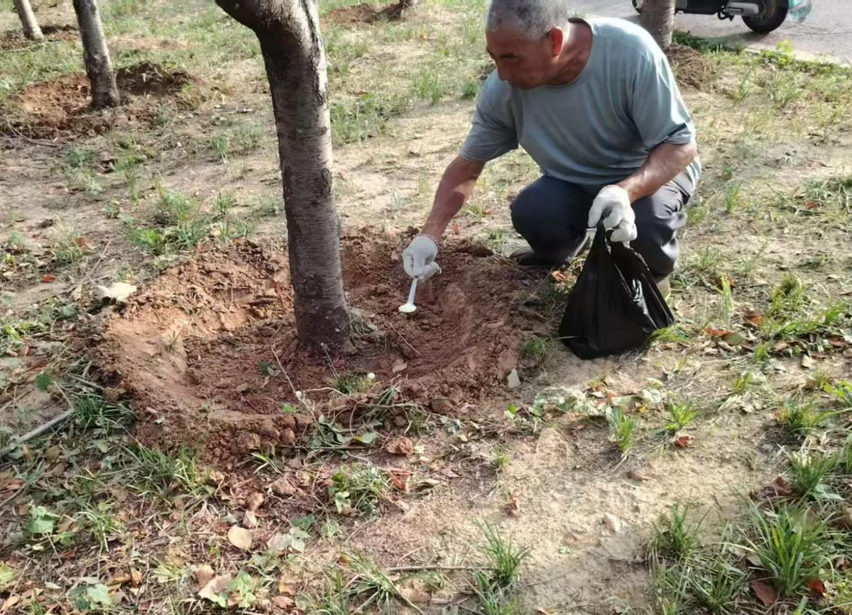 区园林绿化中心精准施策筑牢城市绿化病虫害防控防线