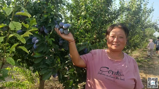 安阳县高庄镇：西梅丰收引客来 生态种植结硕果