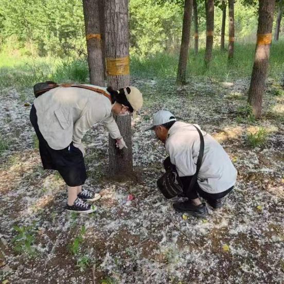 搞好病虫害监测调查 严防杨树溃疡病危害