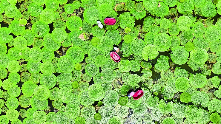 信陽(yáng)一地獨(dú)創(chuàng)“芡蝦共作”模式 芡實(shí)年產(chǎn)值超6000萬(wàn)元