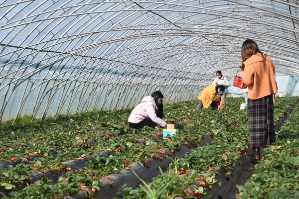 河南航空港投资集团举办“采撷春光·遇见美好”妇女节草莓采摘活动
