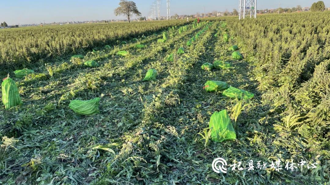 葛岗镇村民朱效魁种植香笋 开启致富之路 葛岗镇村民朱效魁种植香笋 开启致富之路