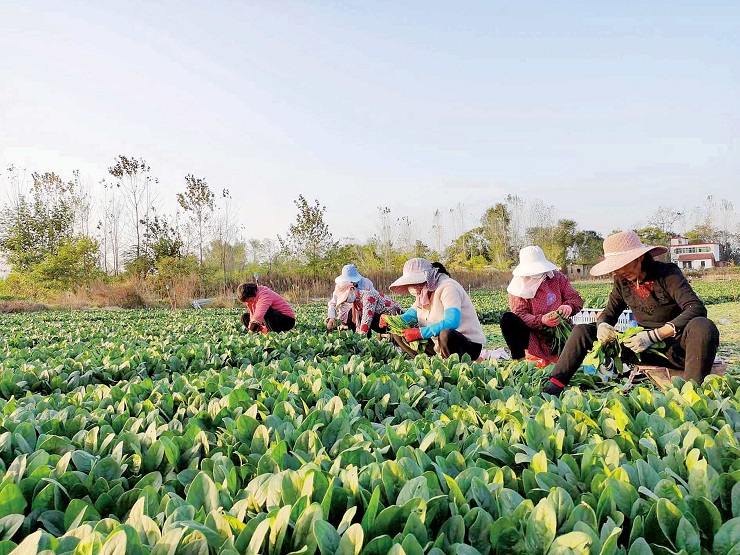 我市秋冬季蔬菜陆续上市 供应充足价格回落