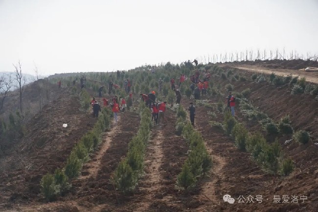 洛宁县开展2024年春季全民义务植树活动