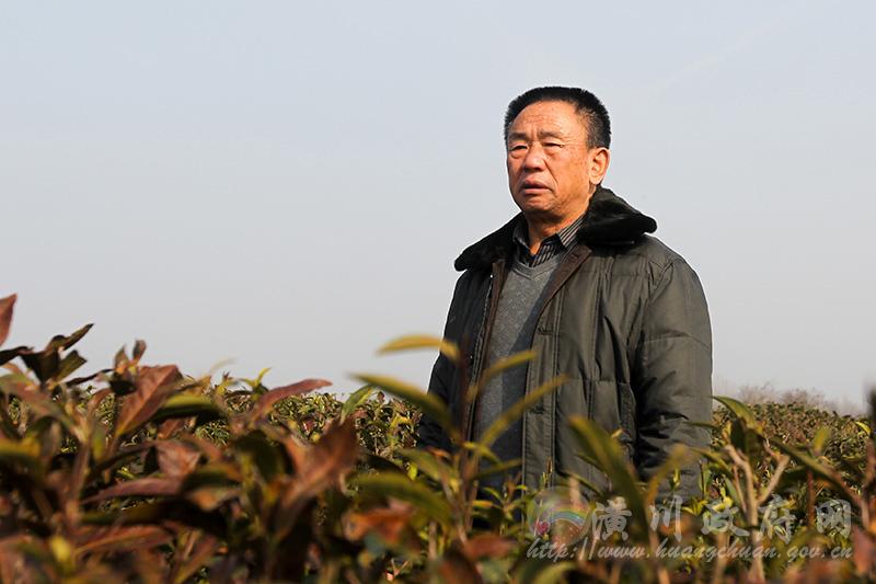 诚信做茶三十载  茶香飘满致富路