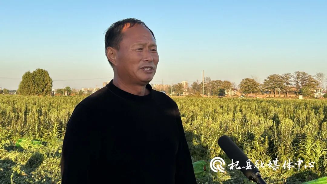 葛岗镇村民朱效魁种植香笋 开启致富之路 葛岗镇村民朱效魁种植香笋 开启致富之路