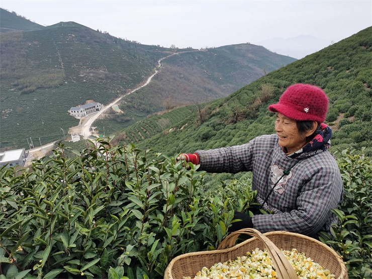 冬季采摘茶花忙