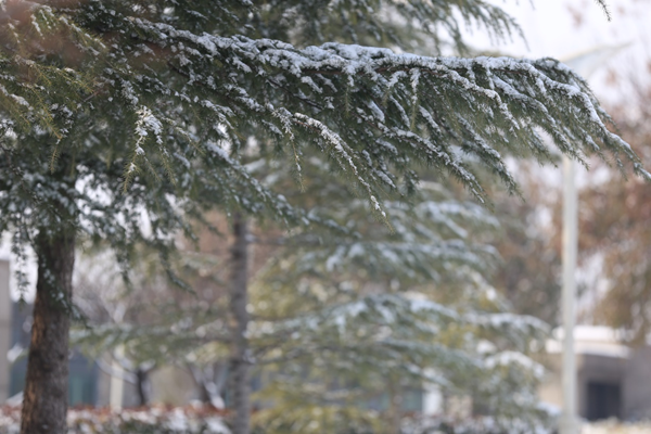 诗意浪漫 双鹤湖中央公园上新“雪景大片”！