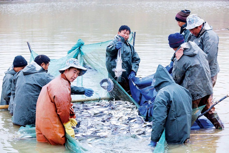 人歡魚躍