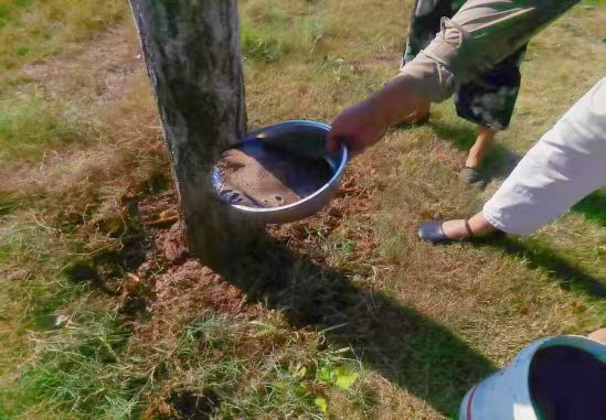 区园林绿化中心精准施策筑牢城市绿化病虫害防控防线