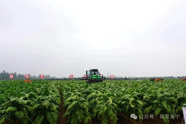 黄淮北方平原作业区农机农艺融合现场观摩会在洛宁县召开