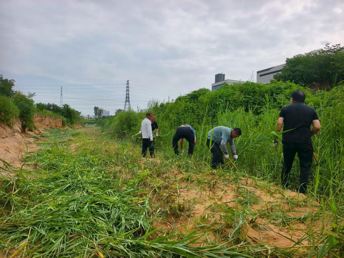 龙王办事处开展河道芦苇清理 提升行洪保障能力
